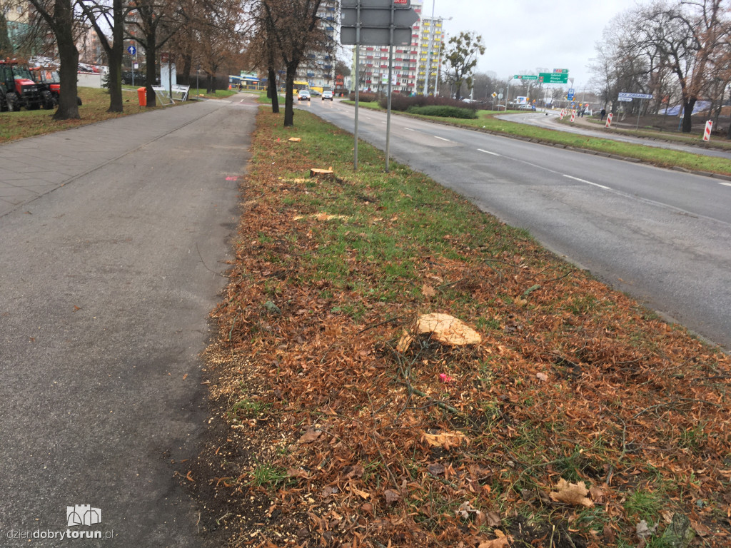 Toruń: wycięto lipy w alei Św. Jana Pawła II