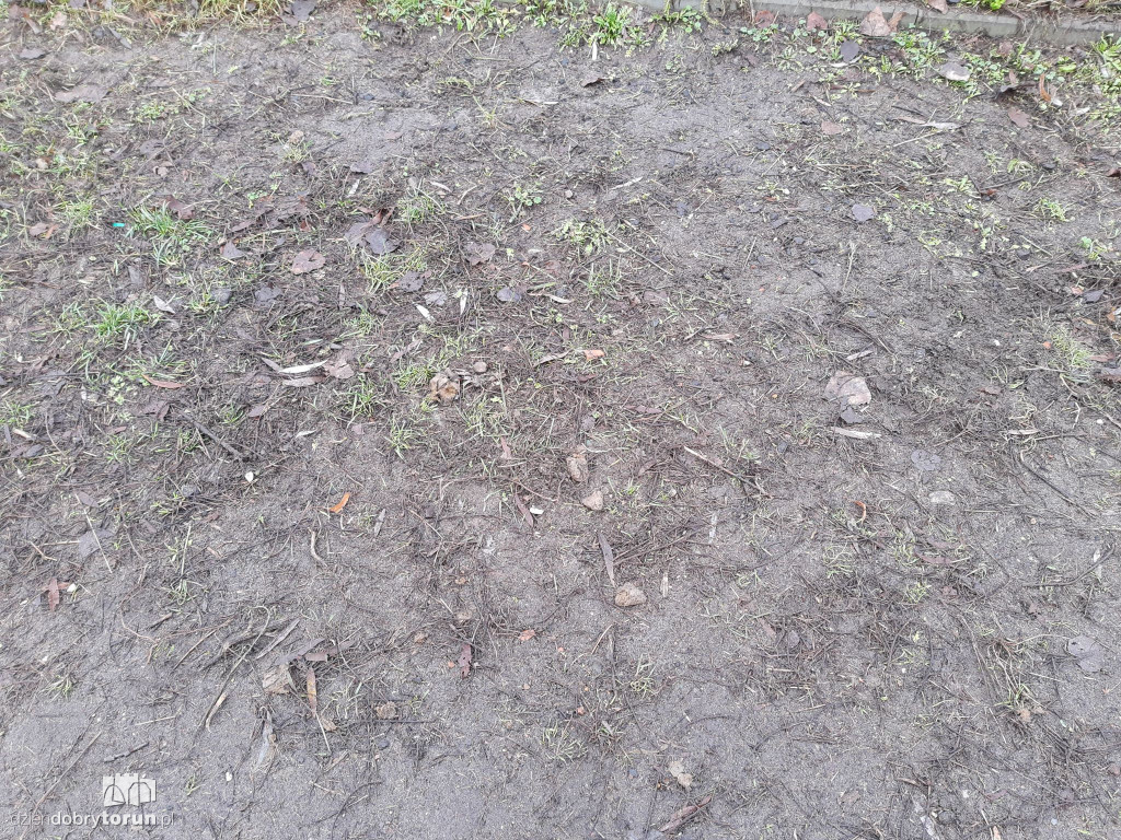 Ohydny widok na toruńskiej Skarpie!