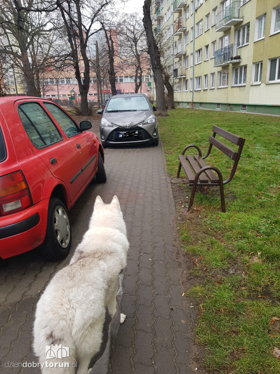 Parkowanie na ulicy Głowackiego w Toruniu