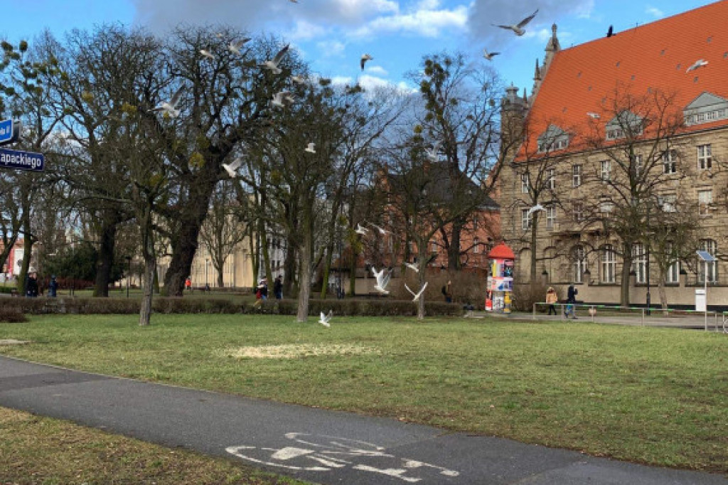 Tak dokarmiają gołębie w centrum miasta