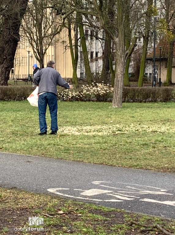 Tak dokarmiają gołębie w centrum miasta
