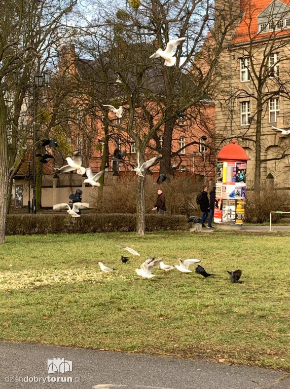 Tak dokarmiają gołębie w centrum miasta