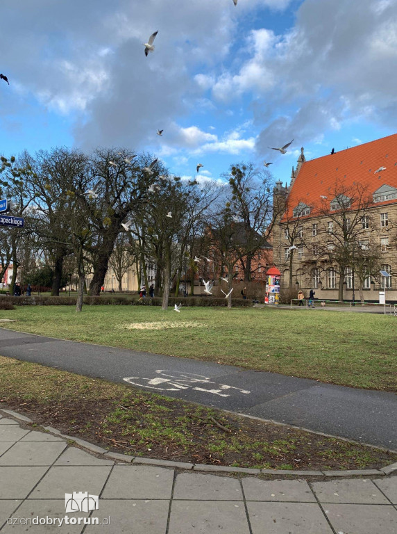 Tak dokarmiają gołębie w centrum miasta
