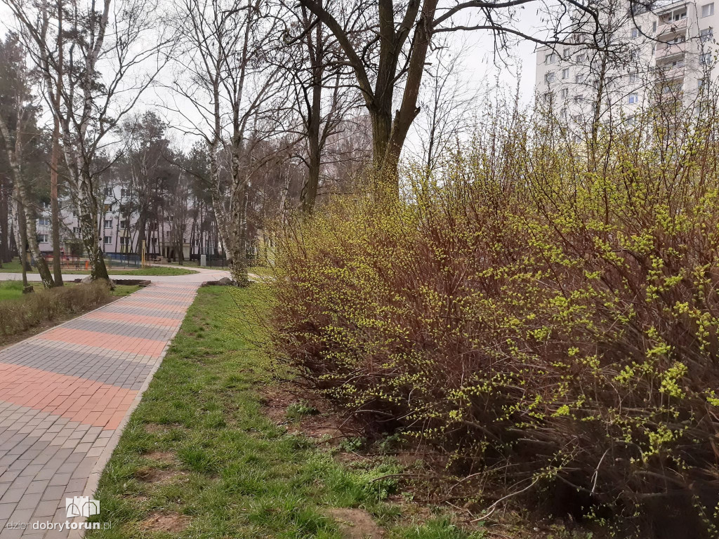 Pierwszy dzień wiosny w Toruniu! Wyjątkowe!