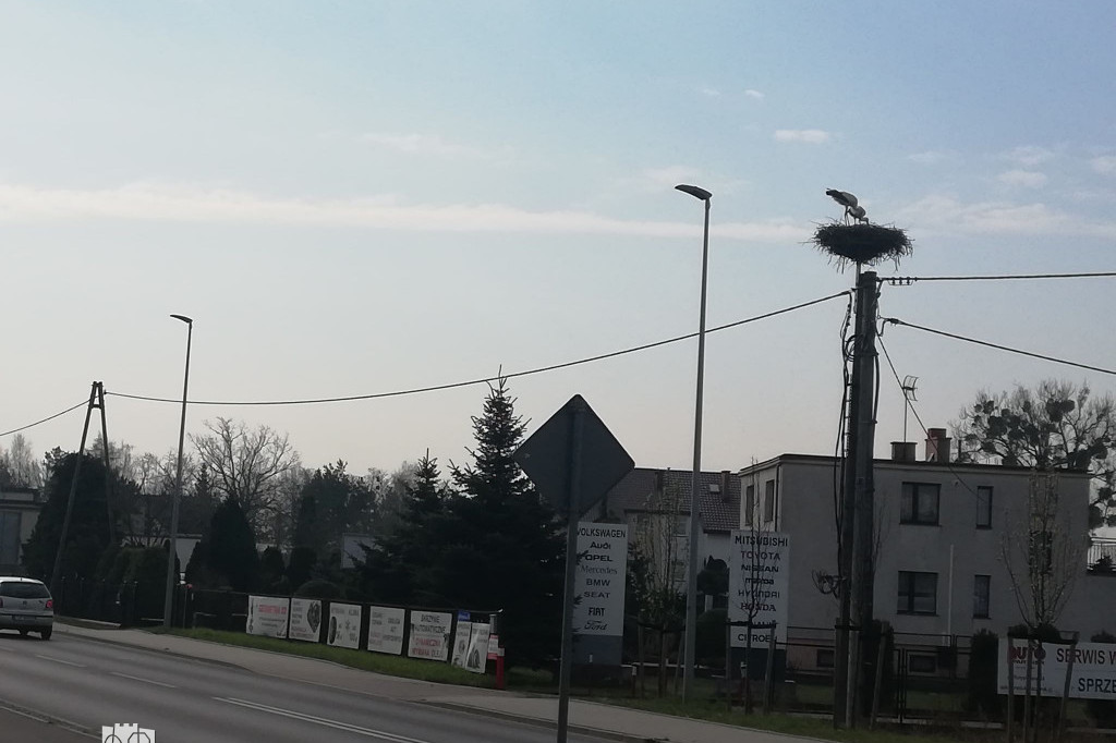 Bociany powróciły do gniazda w Kaszczorku