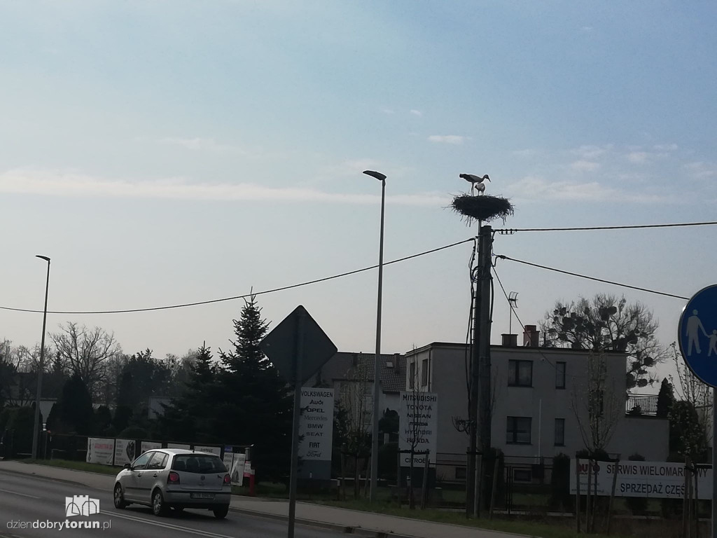 Bociany powróciły do gniazda w Kaszczorku