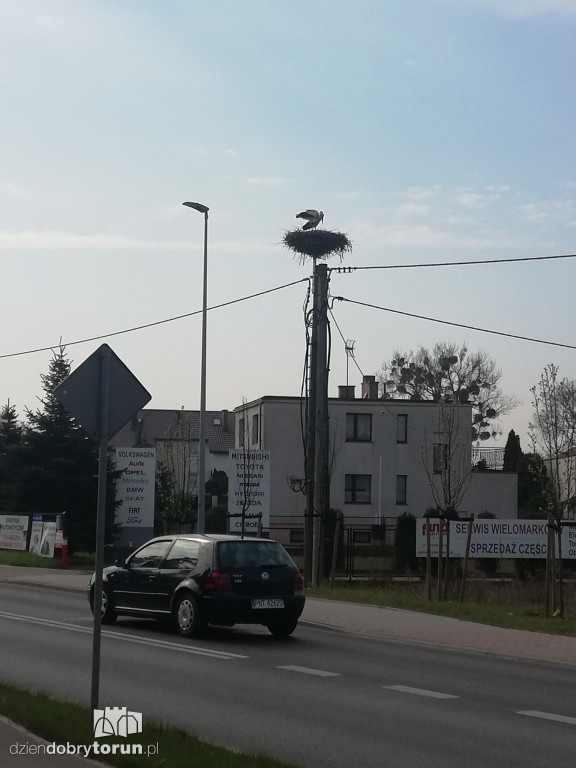 Bociany powróciły do gniazda w Kaszczorku