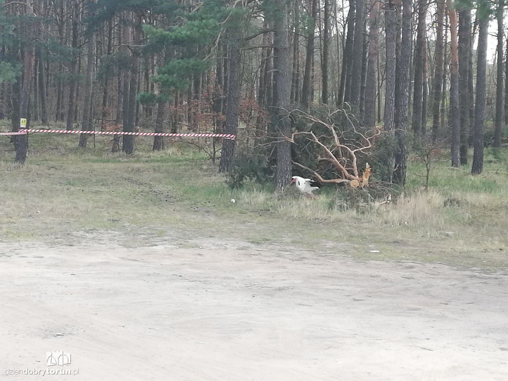Bociany powróciły do gniazda w Kaszczorku