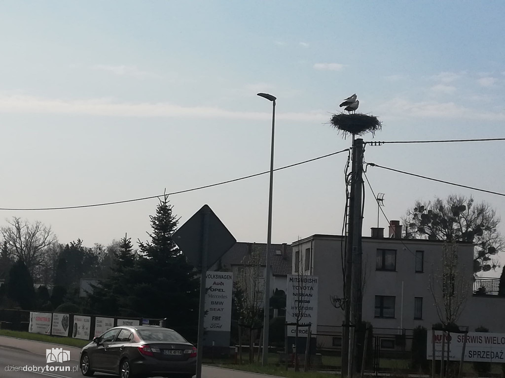 Bociany powróciły do gniazda w Kaszczorku