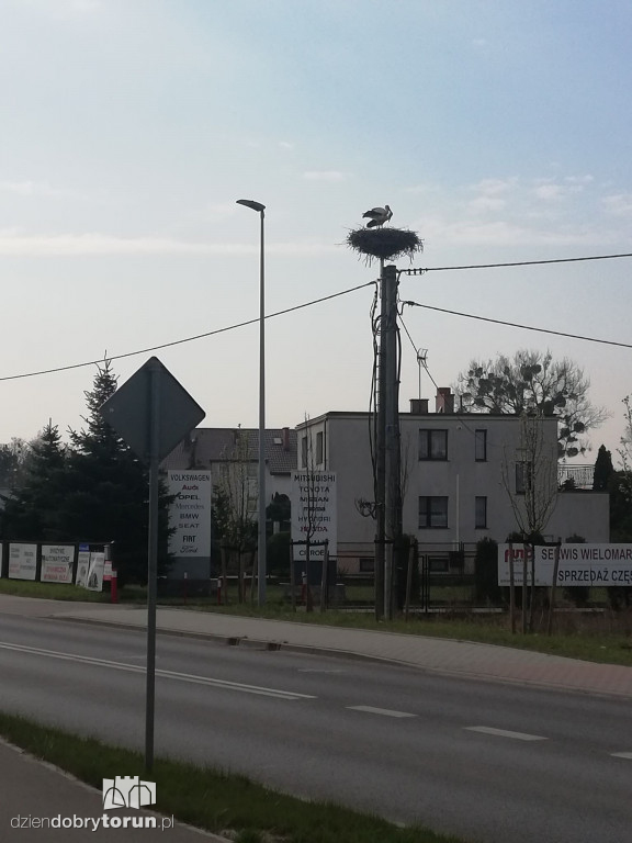 Bociany powróciły do gniazda w Kaszczorku