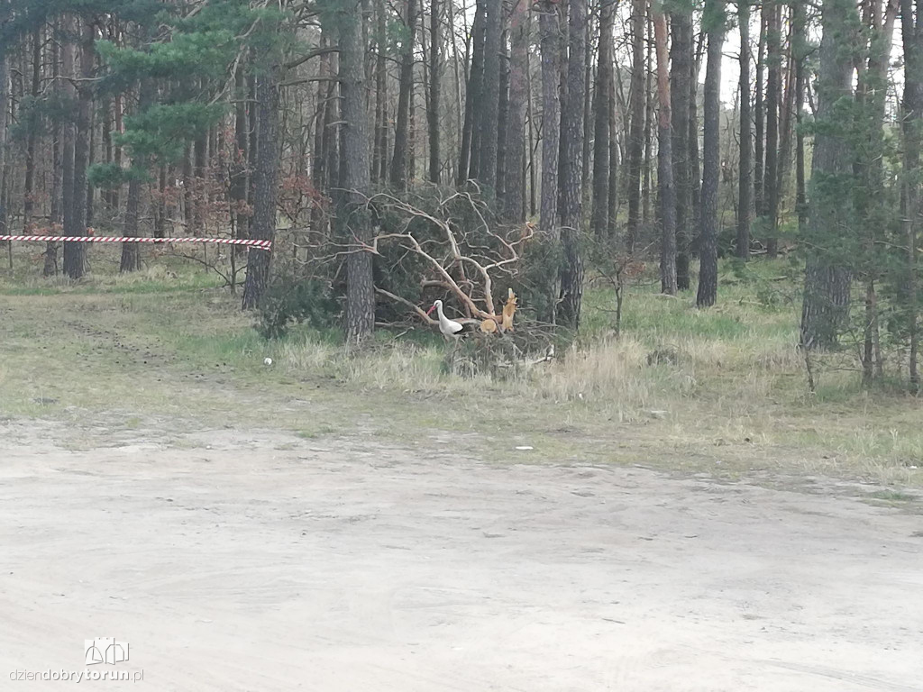 Bociany powróciły do gniazda w Kaszczorku