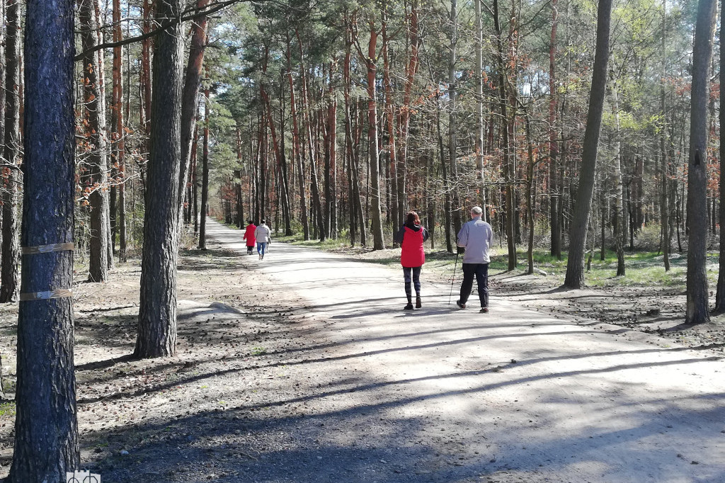 Torunianie masowo ruszyli do lasów