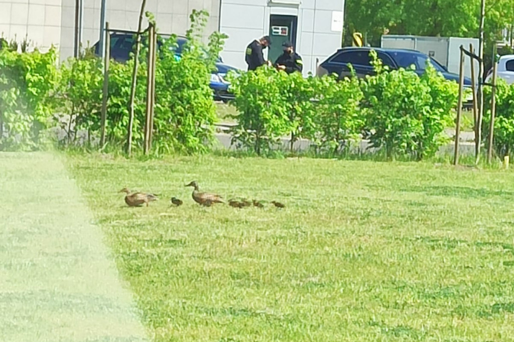 Toruń: policja apeluje o czujność!