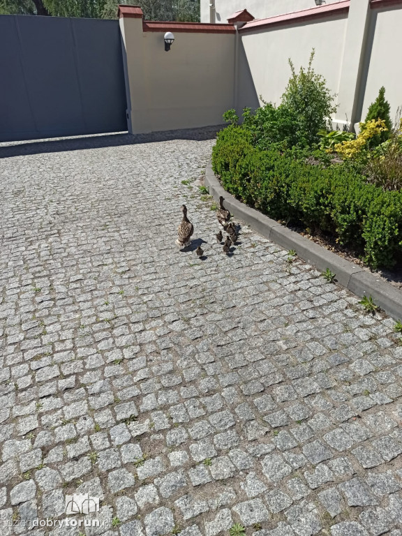 Toruń: policja apeluje o czujność!