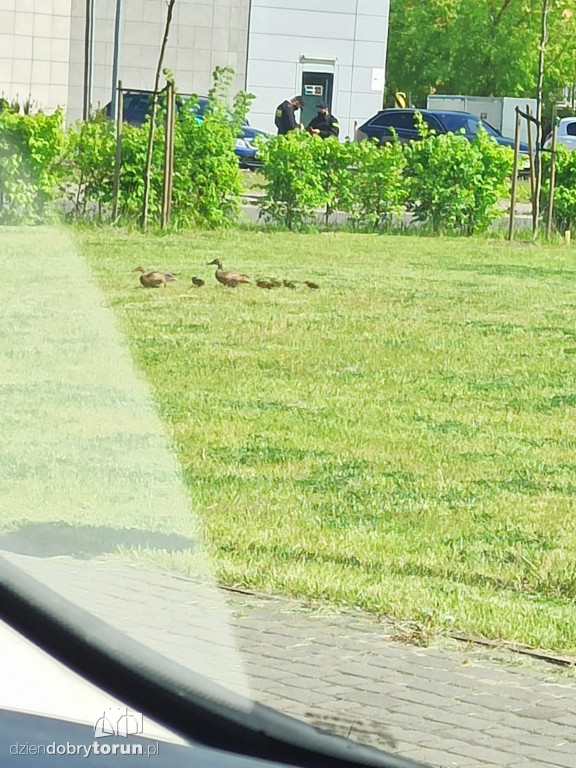 Toruń: policja apeluje o czujność!