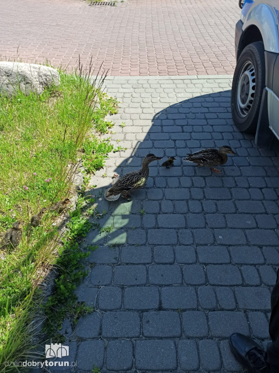 Toruń: policja apeluje o czujność!