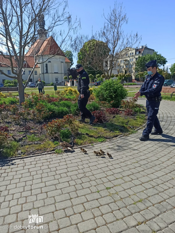 Toruń: policja apeluje o czujność!