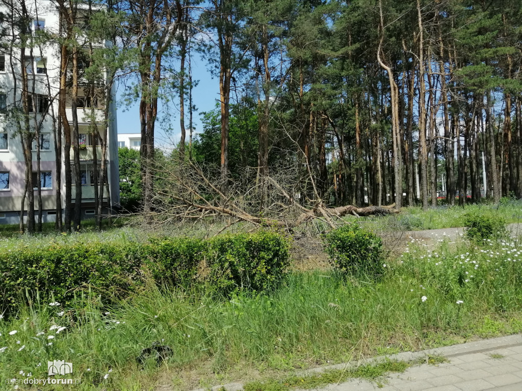 Drzewo runęło na ziemię przy Konstytucji 3 Maja