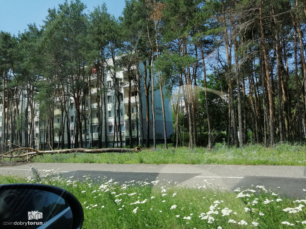 Drzewo runęło na ziemię przy Konstytucji 3 Maja