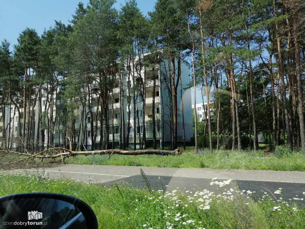 Drzewo runęło na ziemię przy Konstytucji 3 Maja
