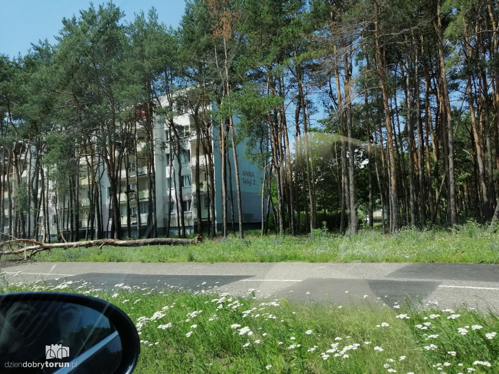 Drzewo runęło na ziemię przy Konstytucji 3 Maja