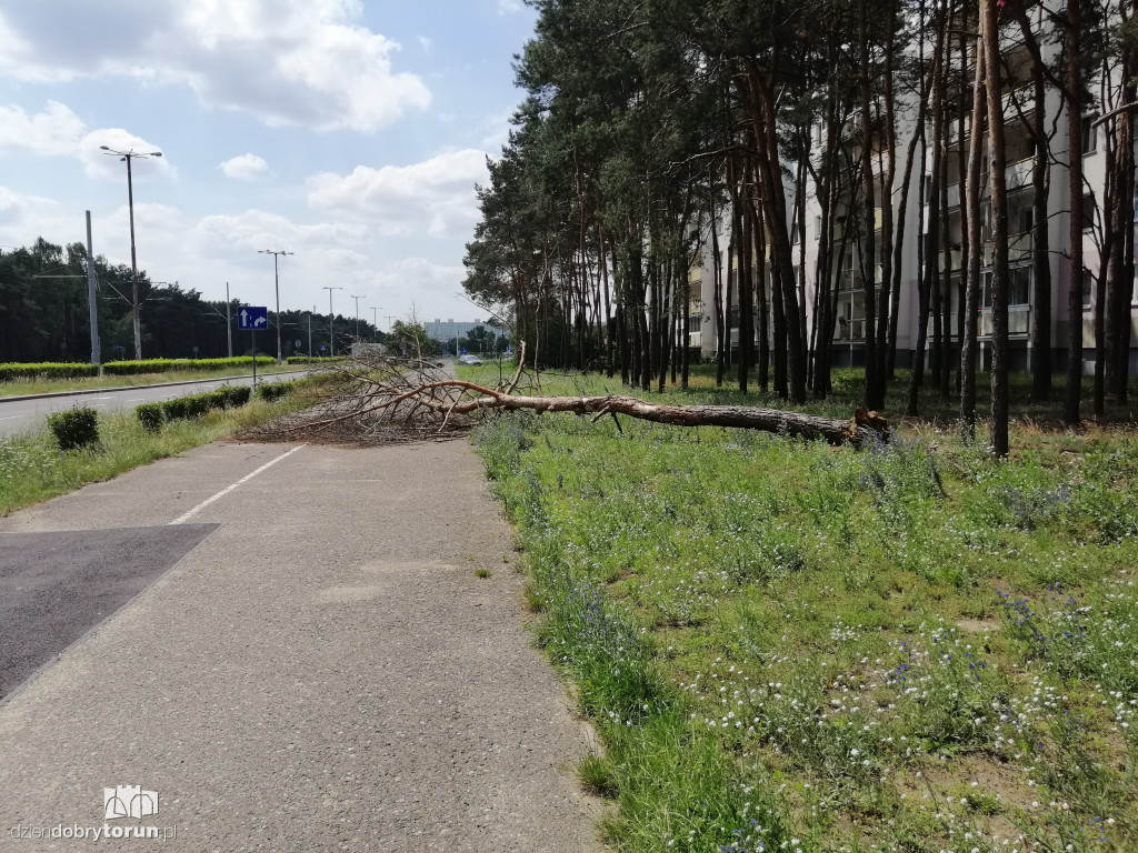 Drzewo runęło na ziemię przy Konstytucji 3 Maja