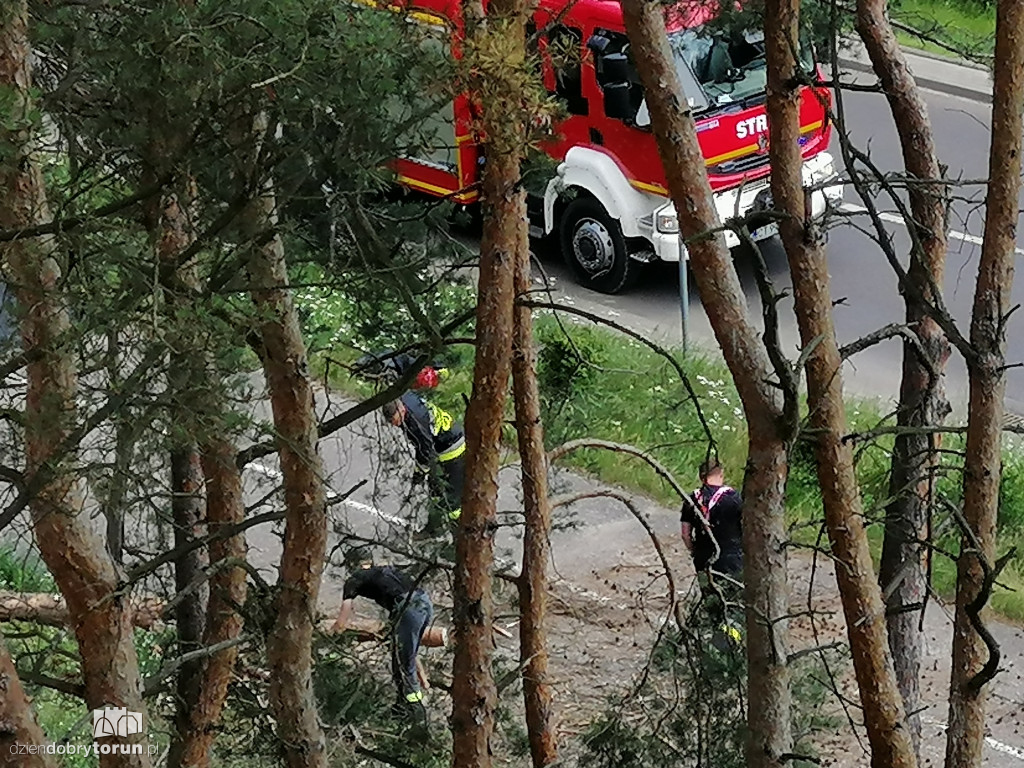 Drzewo runęło na ziemię przy Konstytucji 3 Maja