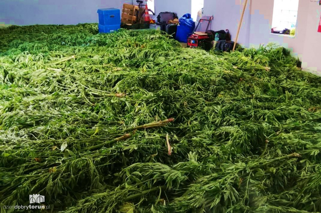 Dwie plantacje marihuany w regionie
