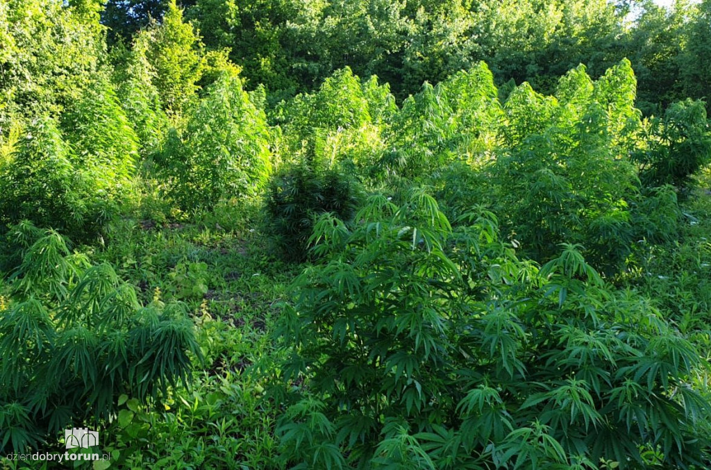 Dwie plantacje marihuany w regionie