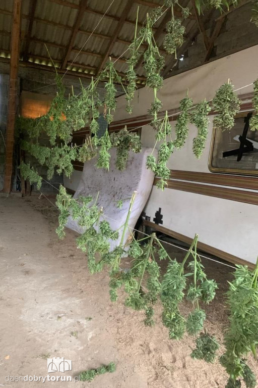 Policjanci zlikwidowali plantację marihuany