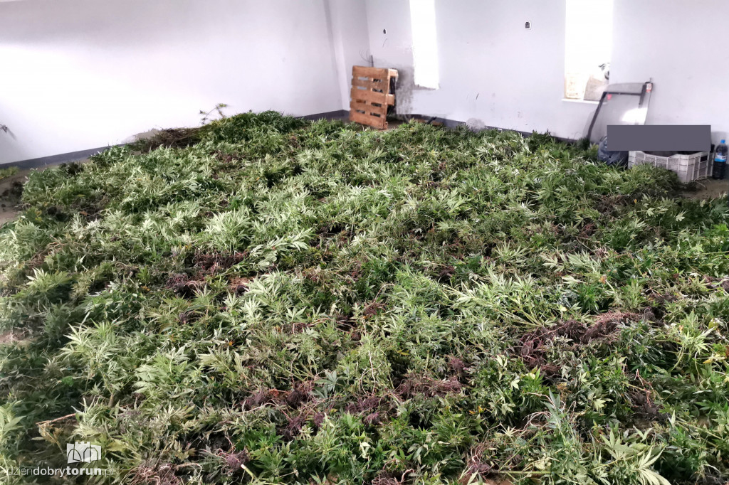 Policjanci zlikwidowali plantację marihuany