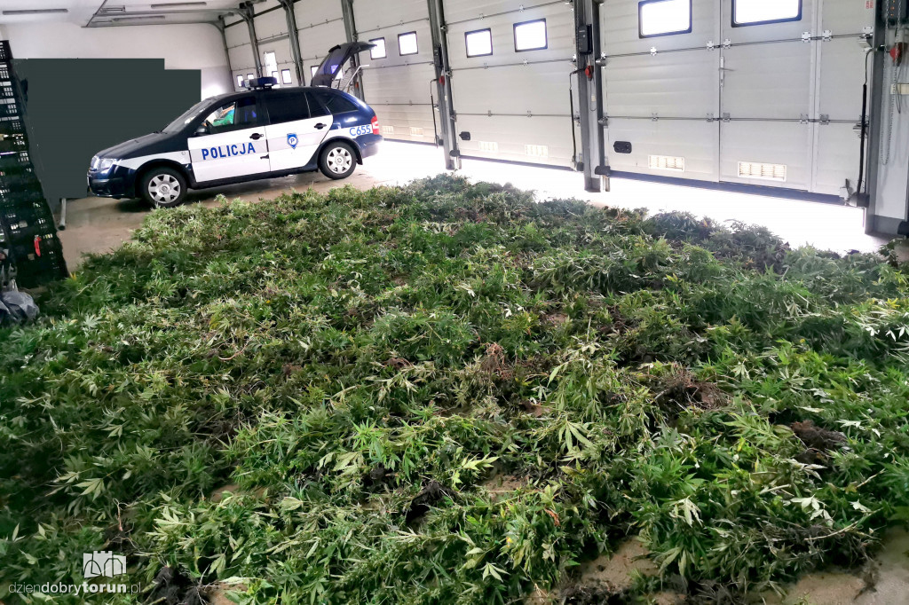 Policjanci zlikwidowali plantację marihuany