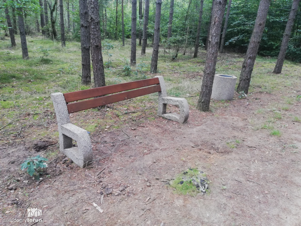 Zniszczona ścieżka w lasku na Skarpie