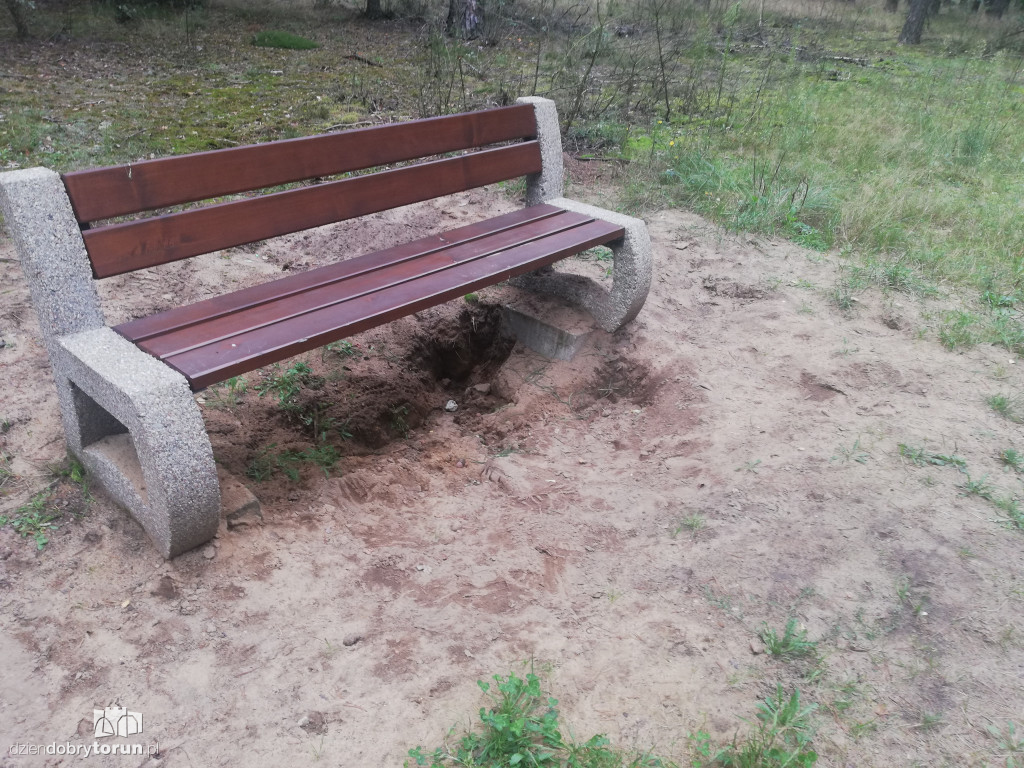 Zniszczona ścieżka w lasku na Skarpie