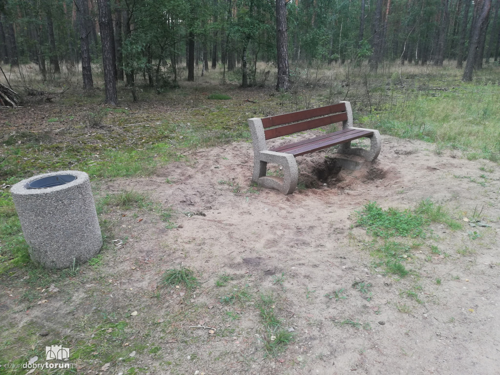 Zniszczona ścieżka w lasku na Skarpie