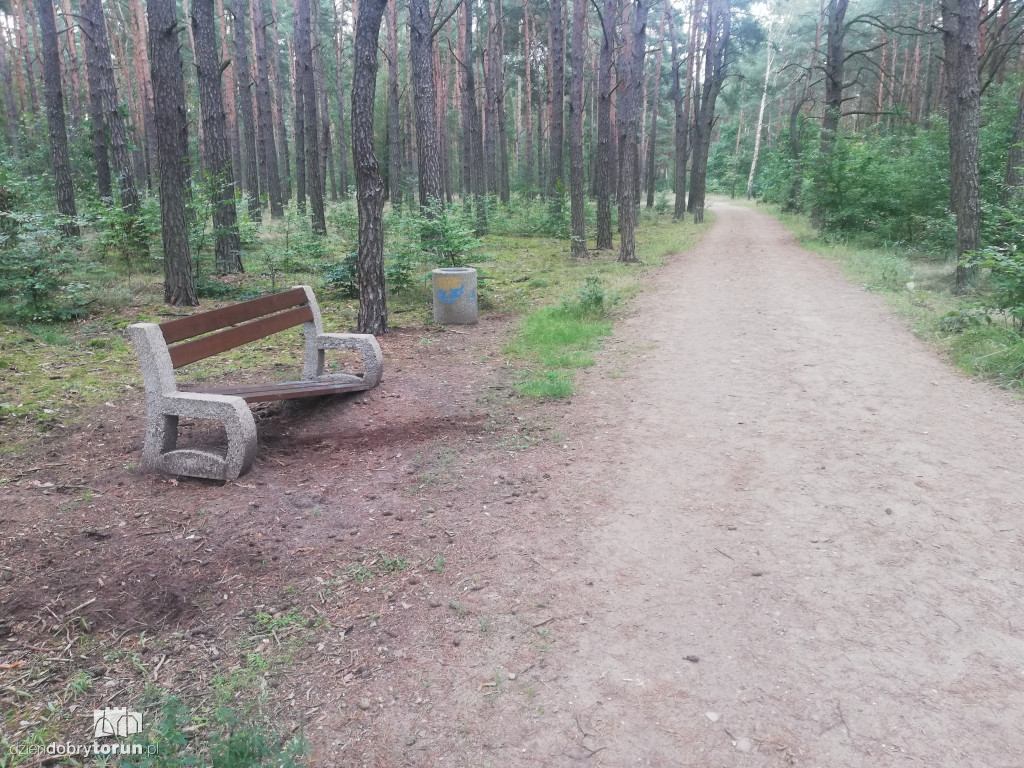 Zniszczona ścieżka w lasku na Skarpie