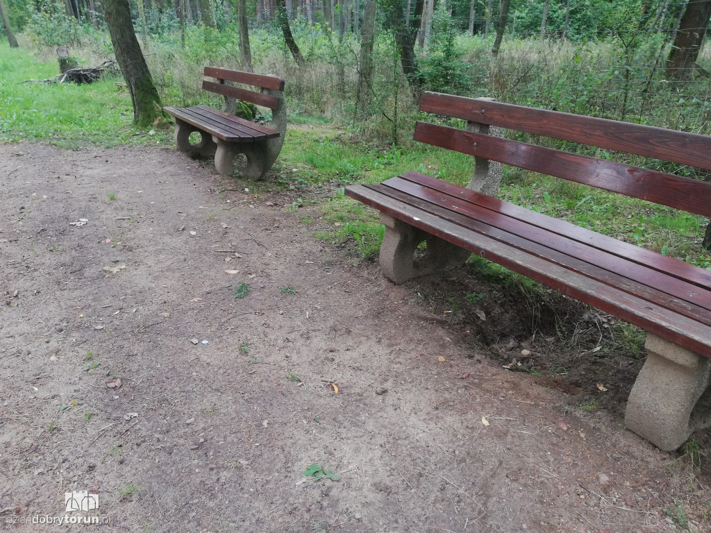 Zniszczona ścieżka w lasku na Skarpie