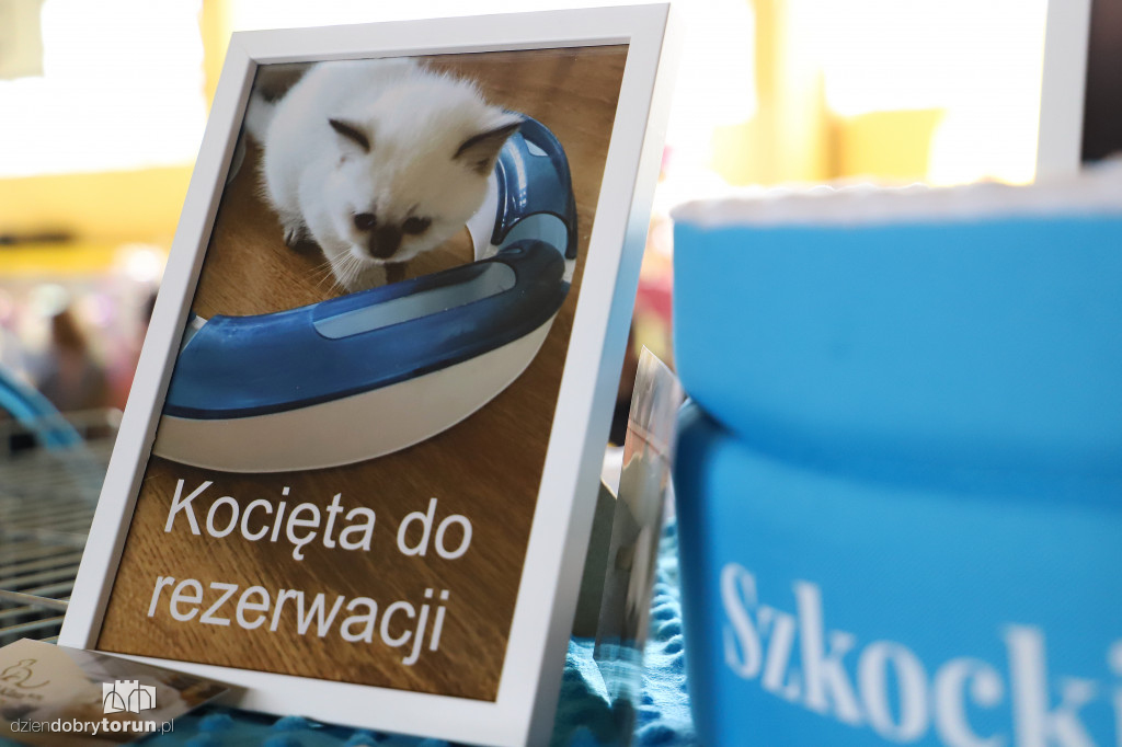 Wystawa kotów rasowych w Toruniu