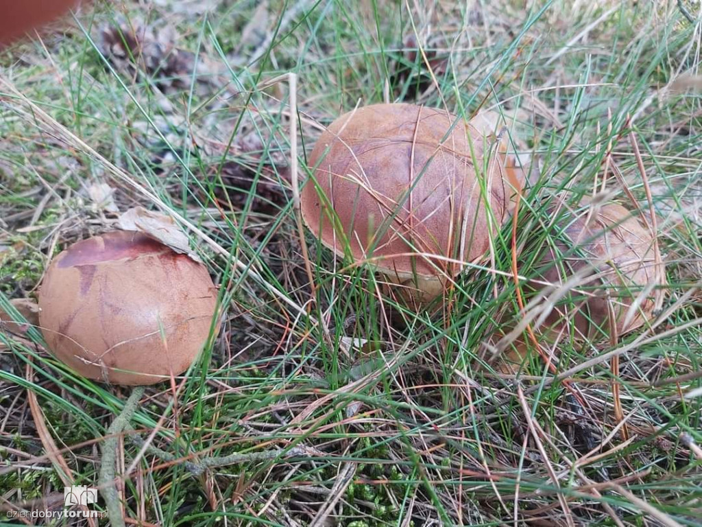 Torunianie ruszyli masowo do lasów