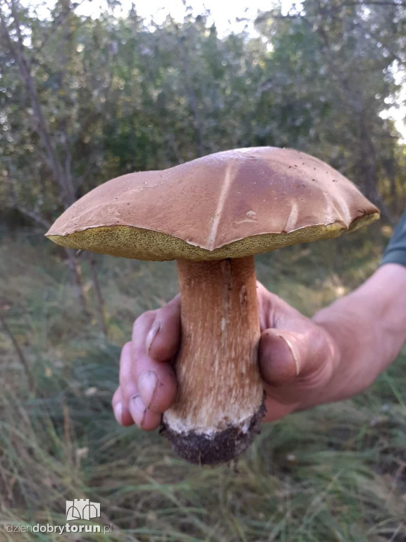 Torunianie ruszyli masowo do lasów