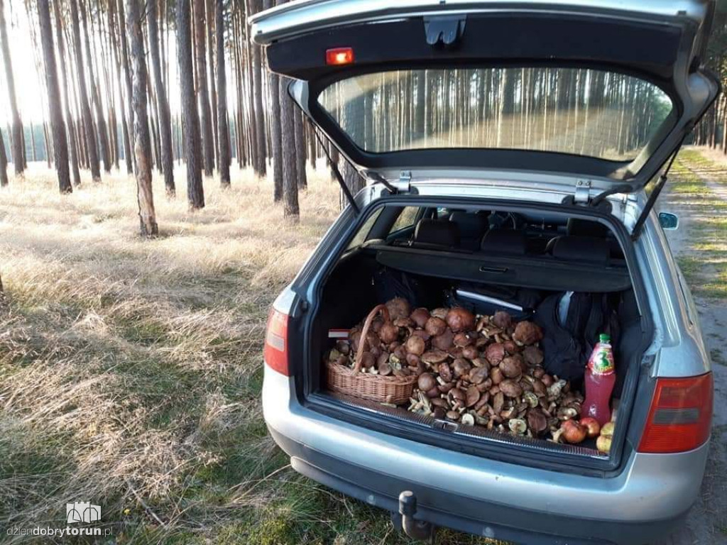Torunianie ruszyli masowo do lasów