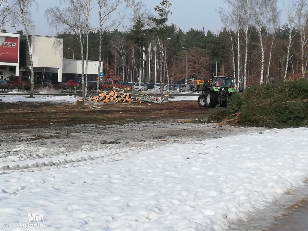 Toruń: wycinka drzew przy Olimpijskiej