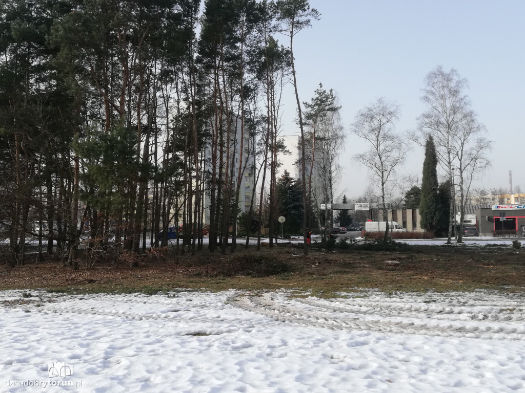 Toruń: wycinka drzew przy Olimpijskiej