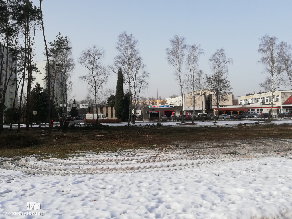 Toruń: wycinka drzew przy Olimpijskiej
