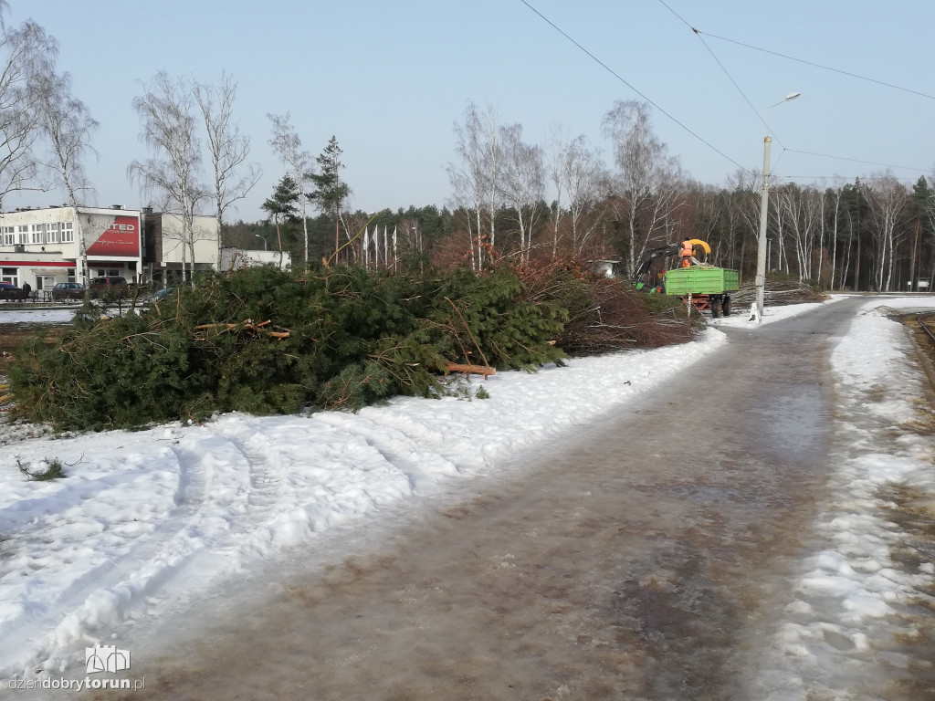 Toruń: wycinka drzew przy Olimpijskiej