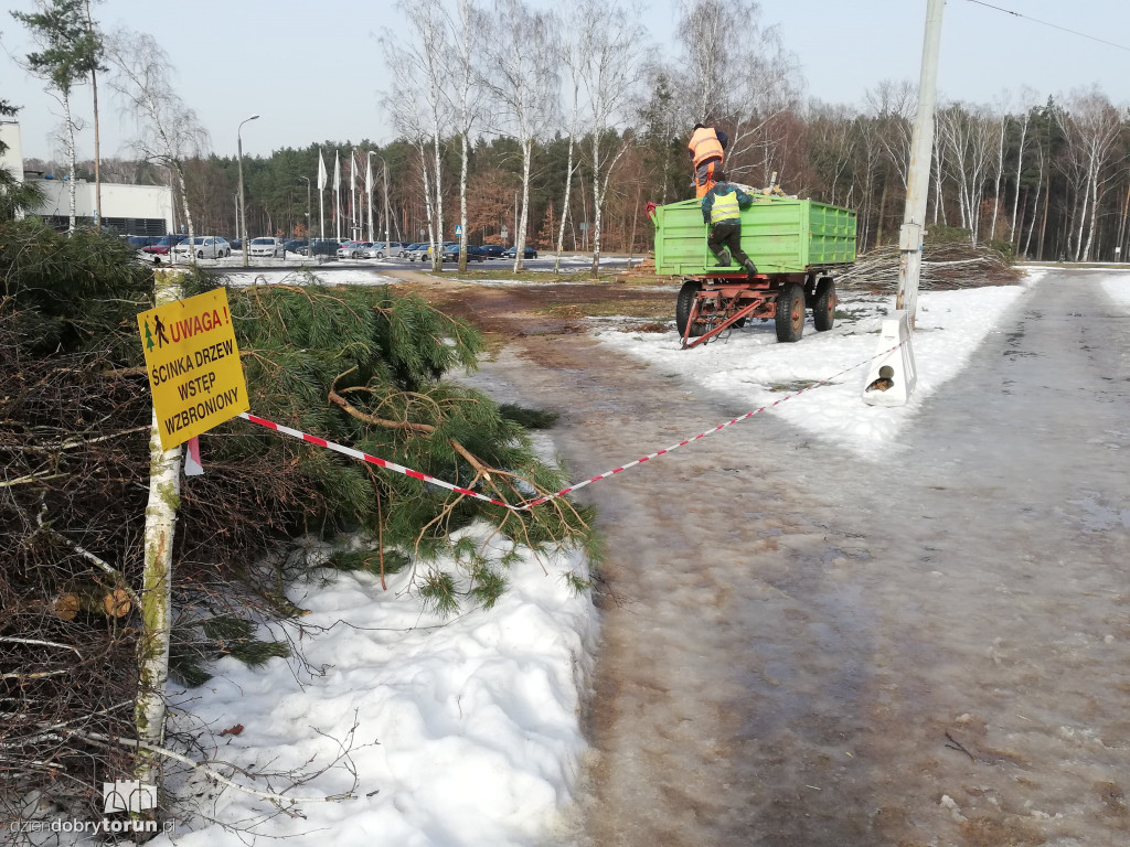 Toruń: wycinka drzew przy Olimpijskiej