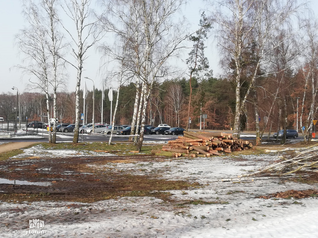 Toruń: wycinka drzew przy Olimpijskiej