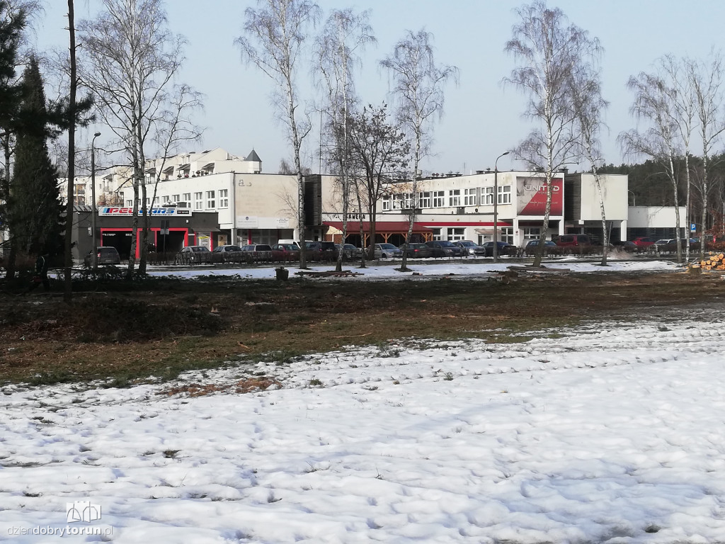 Toruń: wycinka drzew przy Olimpijskiej