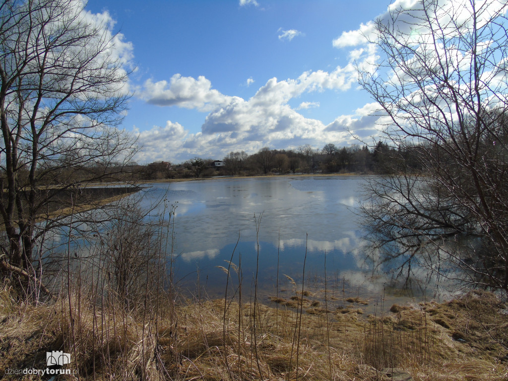 Toruń: Drwęca wylała w Złotorii/Kaszczorku