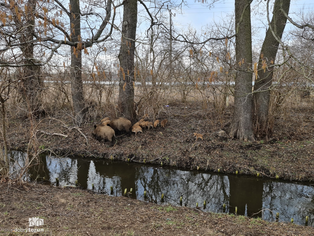 Toruń: dziki na Rubinkowie